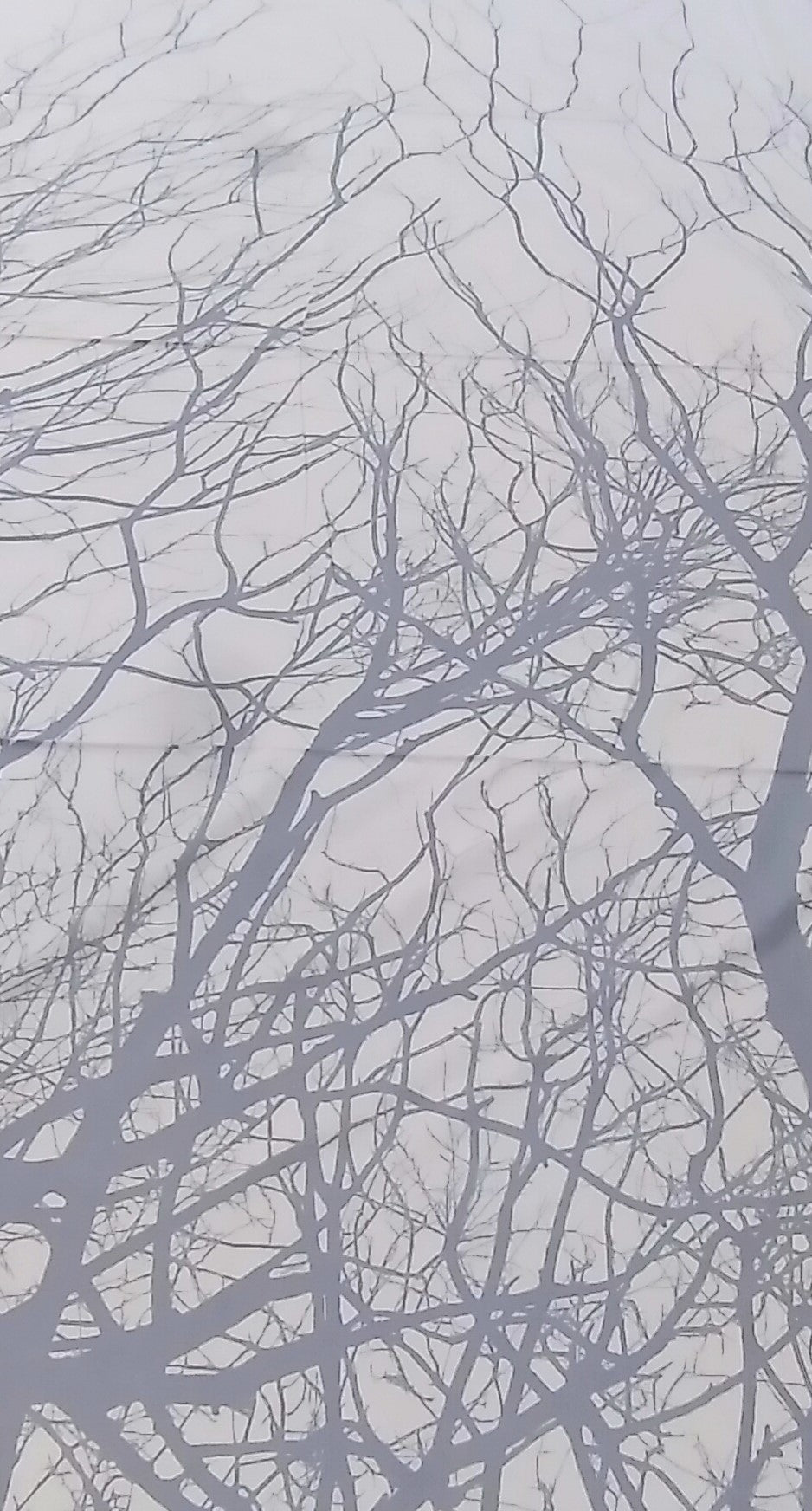 Grey Wolf - Branches by Northcott 1/2yd Cuts